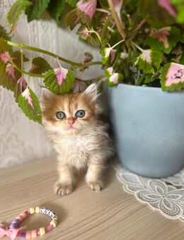 Baby Katze - Hannover Buchholz-Kleefeld