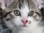 Kätzchen (Mädchen), mit einem Fleck auf der Nase - Ebsdorfergrund