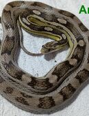 DRINGEND Kornnatter Anery Weibchen 0.1 in 17034