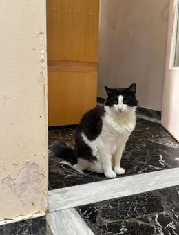 Fountoula aus dem Tierschutz - Grevenbroich