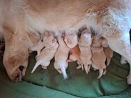 Golden Retriever Mischling Welpen - Kyffhäuserland
