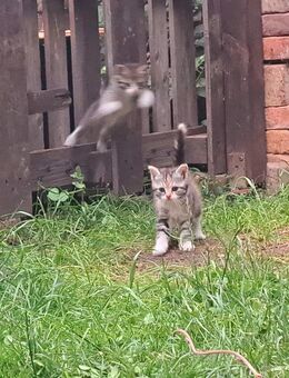 Kleiner Kater und Glückskatze möchten die Welt entdecken - Bad Dürrenberg