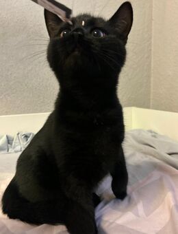 Schwarze Bkh Katze - Köln