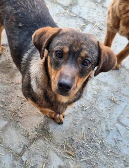 Goldstück Seppl (E) - Ludwigshafen (Rhein)