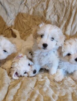 Malteser Welpen - Kraichtal