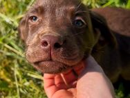 Labrador Welpen - Zwenkau