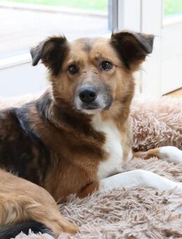 Elora - katzenfreundlich und sanftmütig - Duisburg