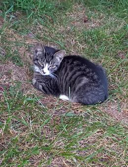 Süsser Kater - Görmin