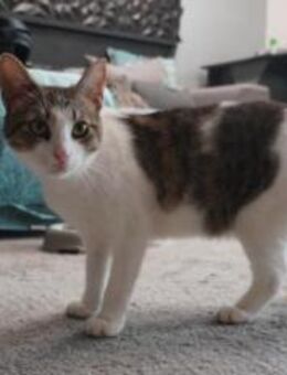 Loni sucht ein Zuhause - Ingolstadt