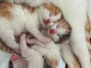 2 kitten abzugeben - Sinzig