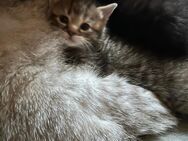 Babykatzen - Wutöschingen