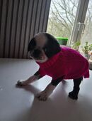 Panda Mädel in 04435