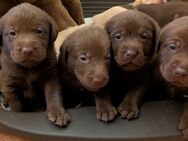 nur Rüden Labrador-Welpen in blond und braun - Neuenkirchen (bei Greifswald)