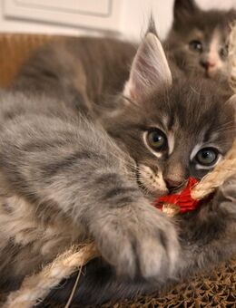 Maine Coon Kitten suchen neues Zuhause! - Bremen