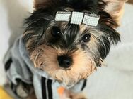 Zuckersüße Yorkshire terrier Welpen reinrassig black-golden-silver , jungs - Heidelberg