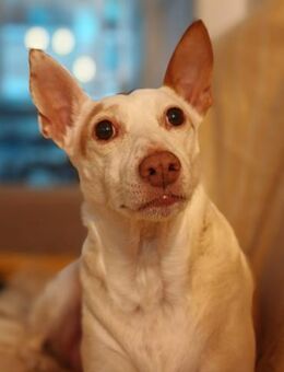 BUDDY, m., kastr., Podenco, ca. 50 cm - Sipplingen