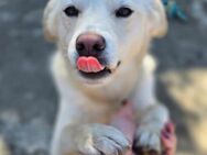 Traumhund Benni sucht Zuhause 🩷 - Düsseldorf