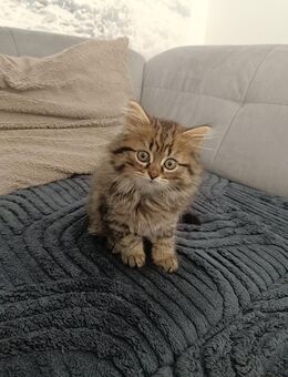 Flauschiger BKH-Junge sucht neues Zuhause t - Hardheim