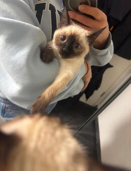 Siam Kätzchen - Herne Holsterhauen