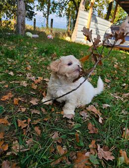 Havaneser/Shih-Tzu Welpen Hündinnen + Rüden - Oranienburg