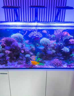 Meerwasseraquarium komplett - Zwickau