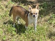 Csepke 2,5-jährige Chihuahua - Kassel