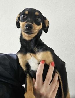 Niedliche Flor - Eichenzell