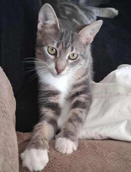 Liakos, traumhafter Schönling, ca. 7 Mon - Vaterstetten