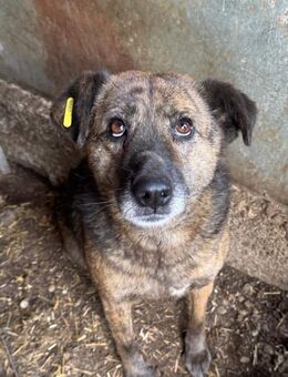 DONOVAN ~ ein freundlicher Rüde - Duisburg