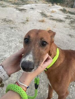 Pitingo - fröhlicher, lieber Schatz - Freudenstadt