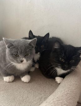 🐾 British Kurzhaar Katzenbabys suchen ein liebevolles Zuhause 🐾 - Hamburg