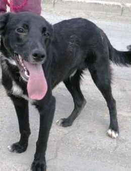 Ilyas ist ein ganz besonderer Hund! - Karben