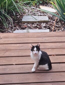 Babykatze sucht liebevolles Zuhause, - Drensteinfurt
