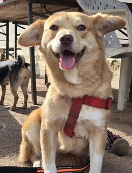 Lola von kettenlos - Bollingstedt