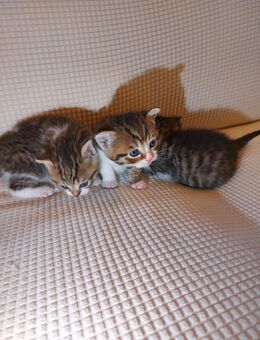MIX BKH Kitten - Tamm