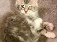 Maine coon Kitten vom Züchter mit Papieren/ Stammbaum Kätzchen Katze - Borsdorf