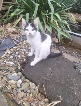 Katzen/ Kater abzugeben - Melbeck