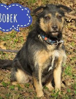 Bobek - ein Schatz zum lieb haben - Mannheim