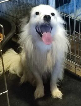 Angelo kleiner Prinz sucht Zuhause - Overath