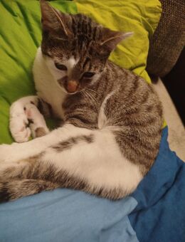 Katze such dringend ein Zuhause - Saterland