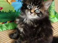 =^..^=Tolle Maine Coon kitten mit Stammbaum aus seriöser Zucht =^..^= - Bad Berleburg