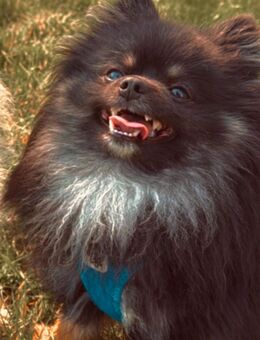 🐾 DECKRÜDE – POMERANIAN BLACK & TAN 🐾 - Naumburg (Saale)
