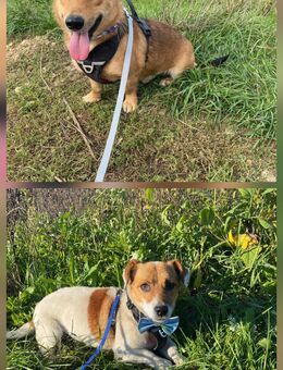 Der kleine Knut 2-3J und der kleine Felix 6,5 Jalt kastriert , ca 28 -35 cm groß,kastriert , sehr lieb und verschmust - Angern