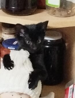 Babykätzchen / Babykatze - Meßstetten
