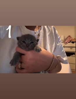 Zauberhafte Britisch Kurzhaar Kitten in liebevolle Hände abzugeben - Bielefeld