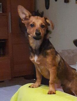 ✨ Clein kleiner Schatz sucht - Kassel