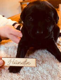 Schwarze Labradorwelpen, reinrassig - Finnentrop