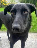 Elektra: Sanftmütige Junghündin sucht ihr Zuhause in 84100