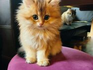 Britisch Langhaar Kitten abzugeben - Kitzingen
