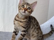 Bengalkatze im Braun-Tabby-Fell sucht ihre liebevolle Familie - Hamburg